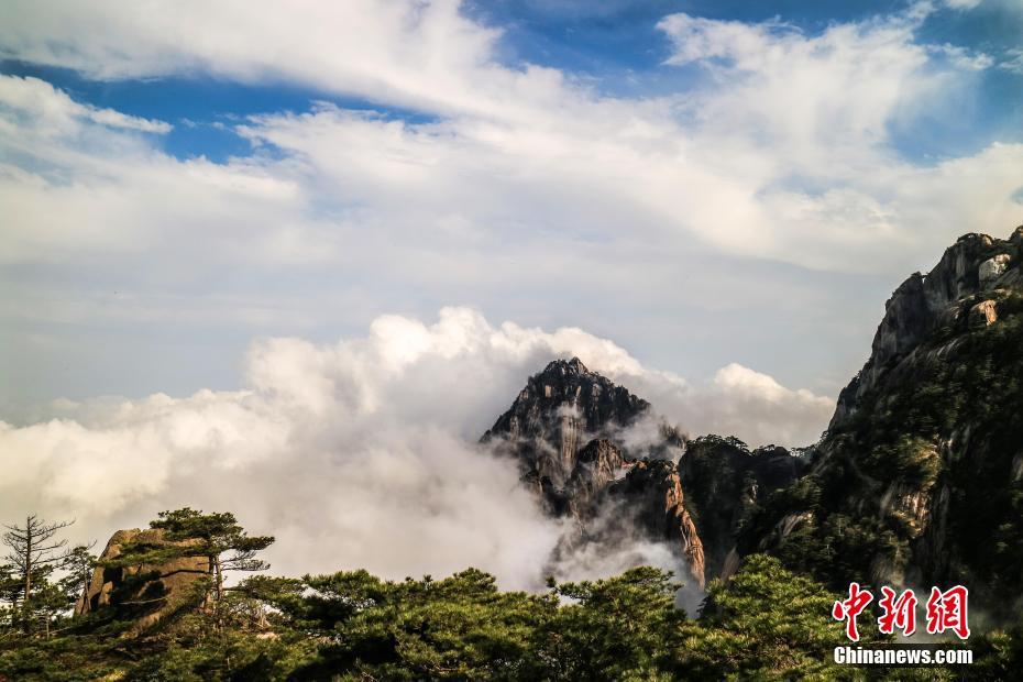 温岭品茶(南城县),温岭哪有新茶